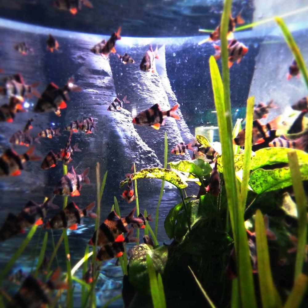 Aquarienbau Brillant-Aquarium.
